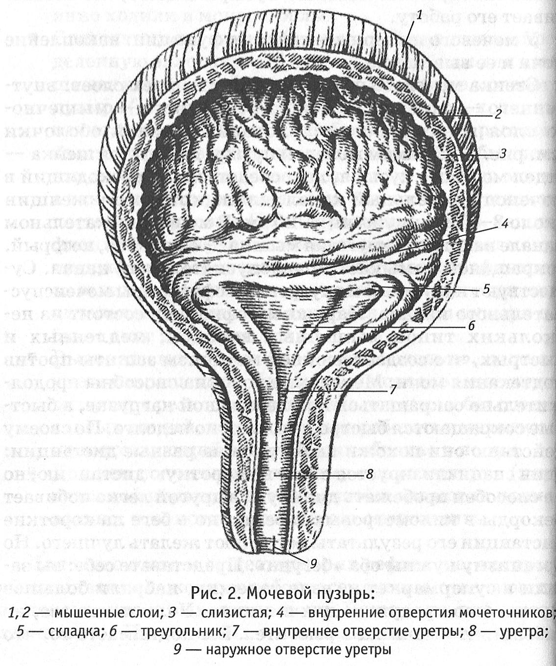 Схема мочевого пузыря на разрезе