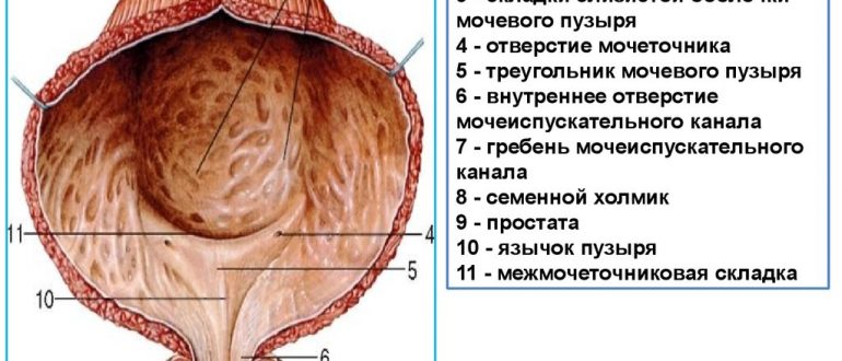 Мочевой пузырь и его лечение в домашних условиях Мочевой пузырь и его лечение в домашних условиях